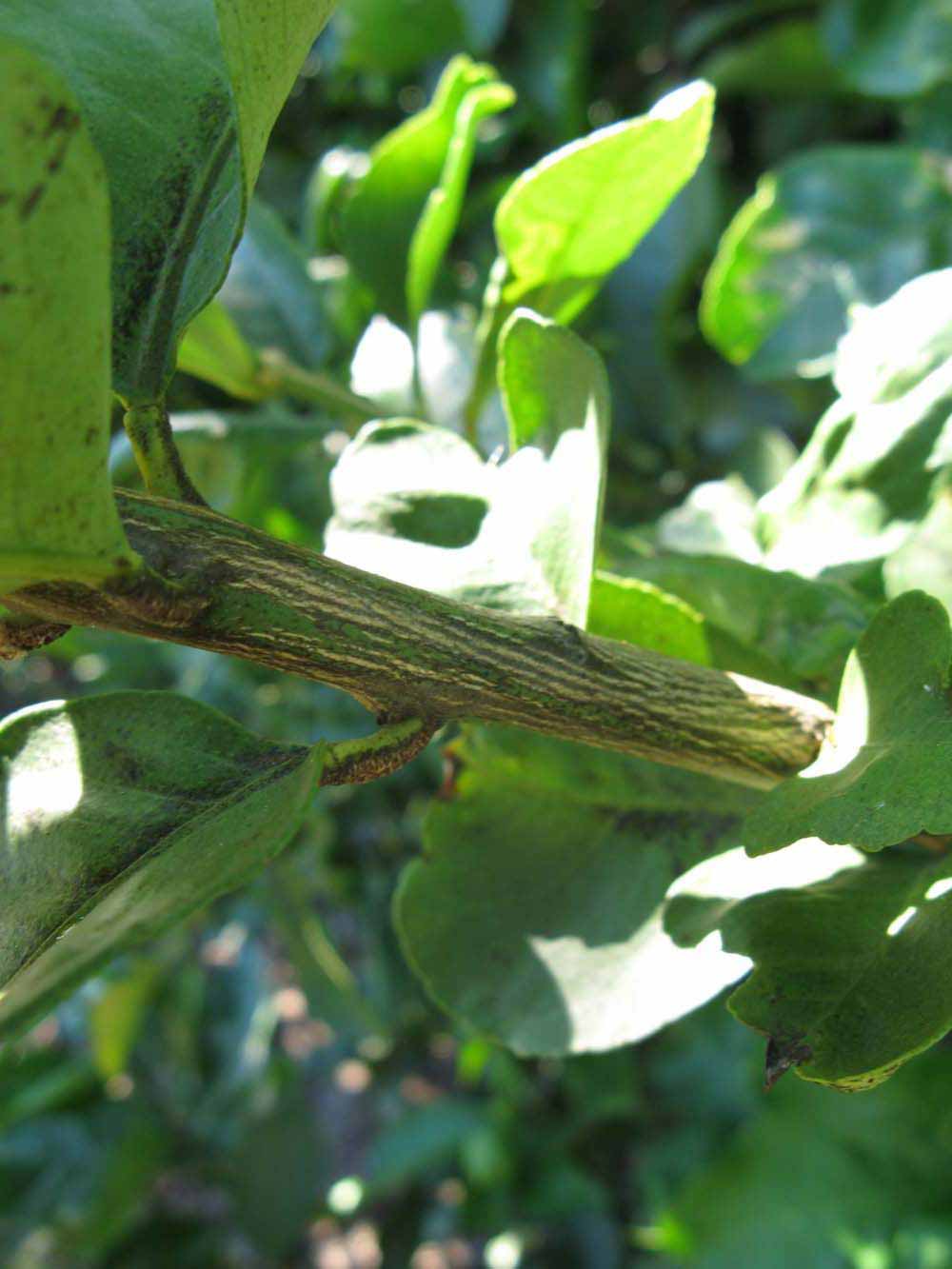            Second - third year twig (Bearss, Winter Haven, FL)   